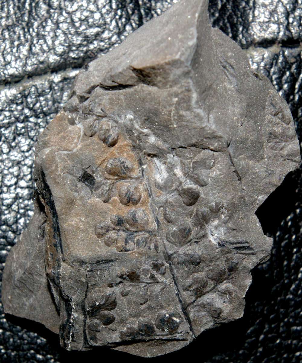 Sphenopteris obtusiloba