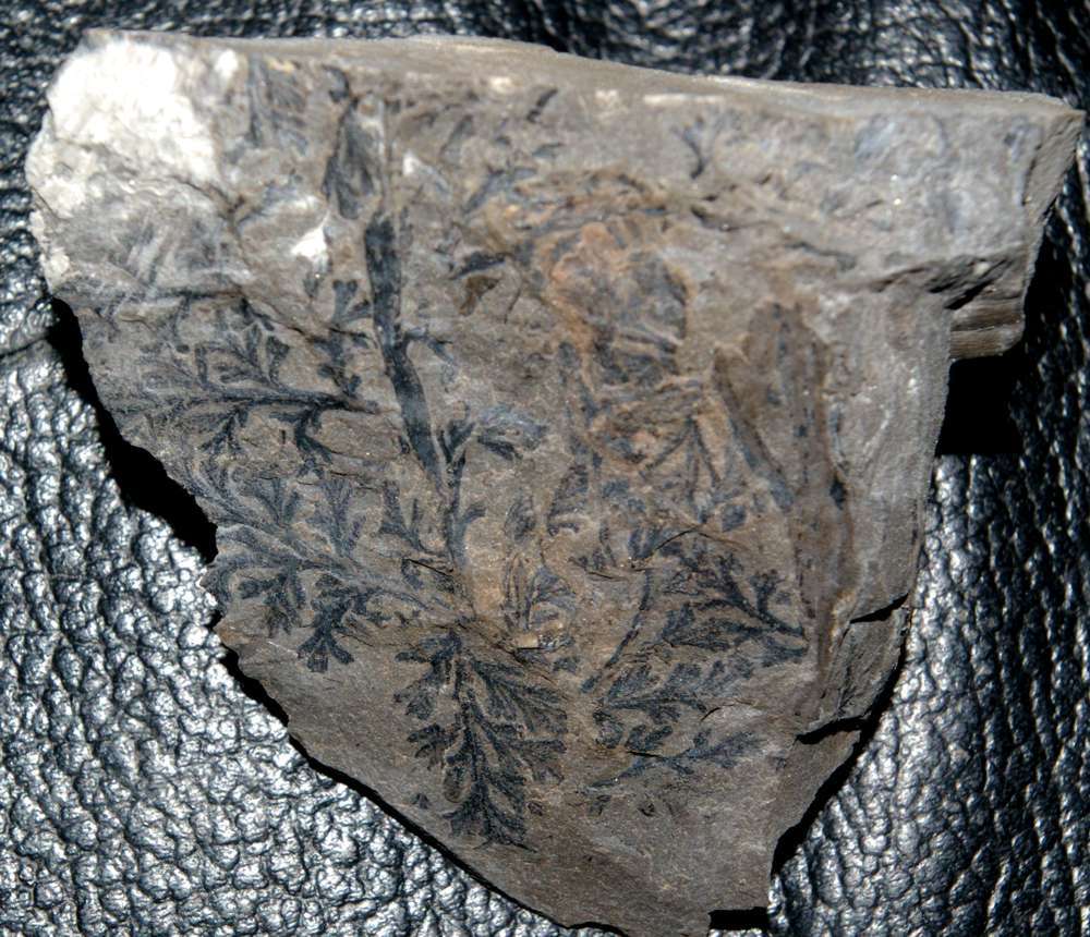 Carboniferous fern