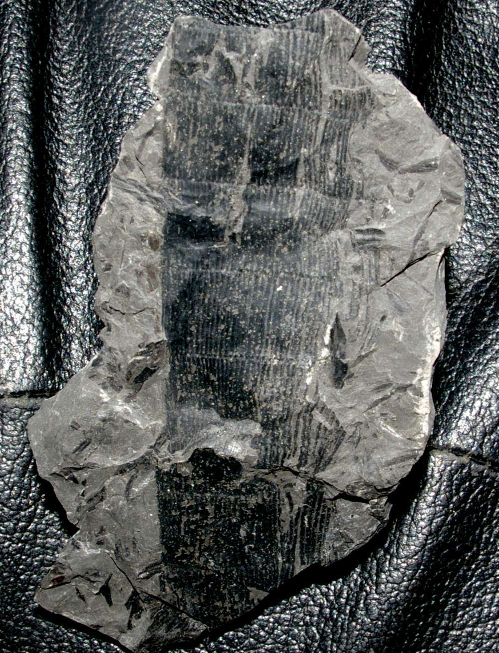 Stylocalamites suckowi