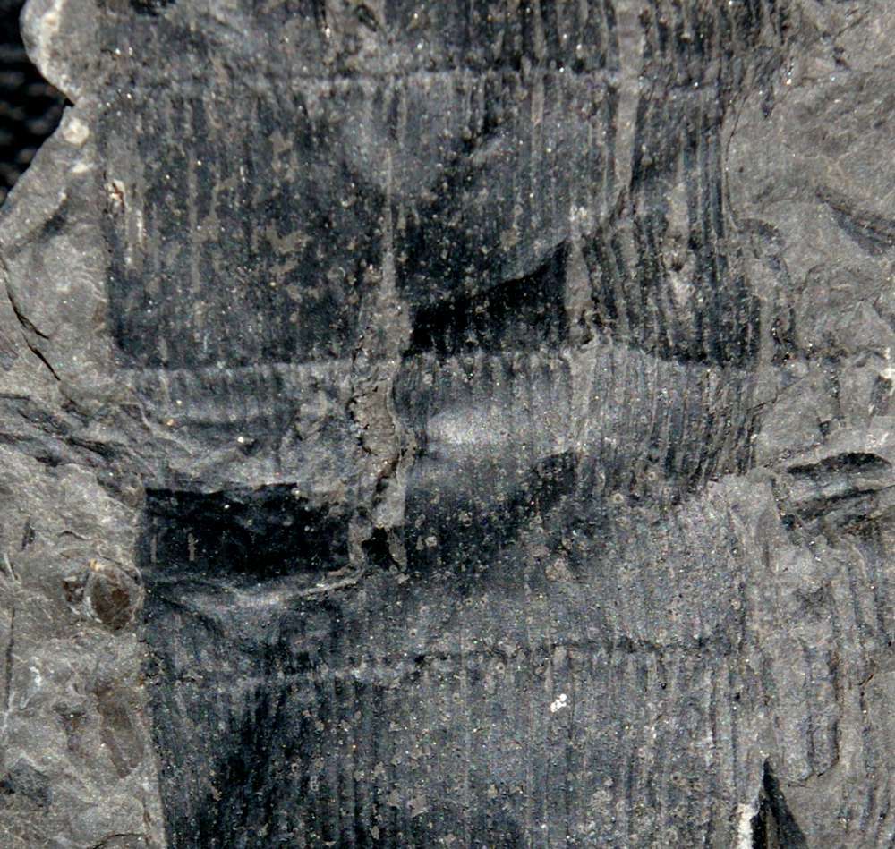 Carboniferous fern
