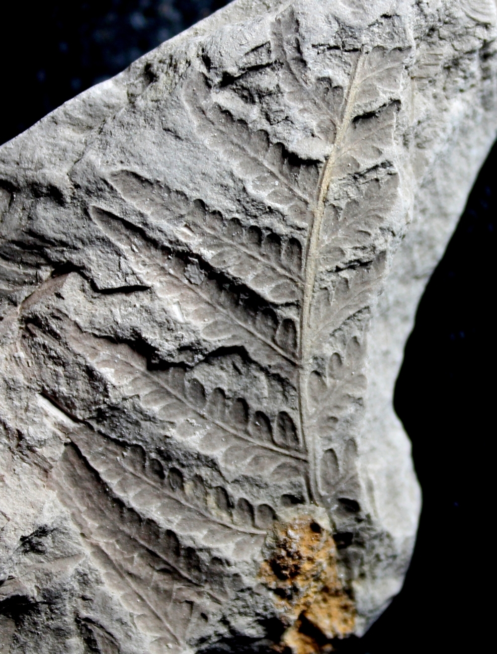  Todites williamsonii