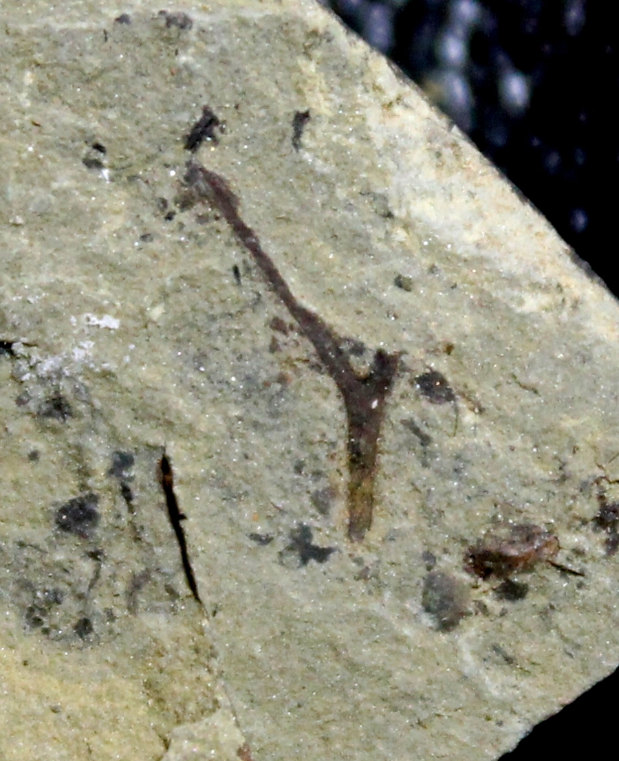Cooksonia 