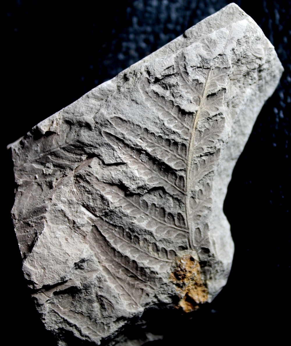  Todites williamsonii