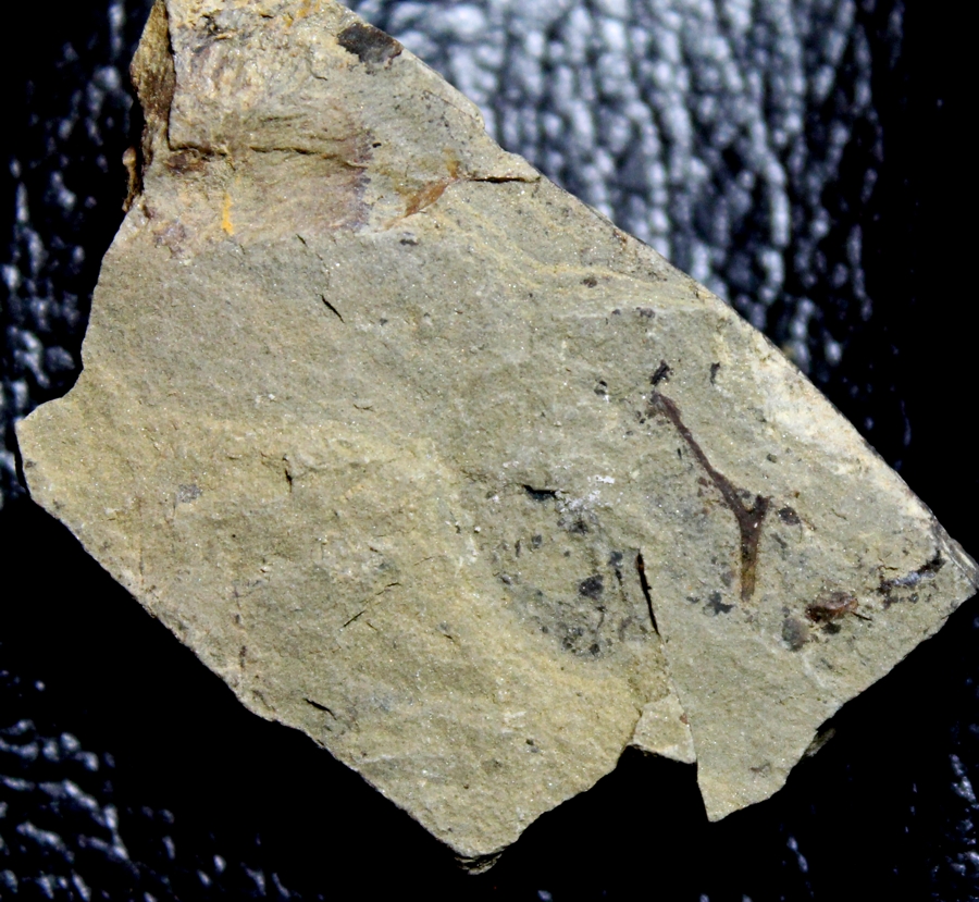 Cooksonia