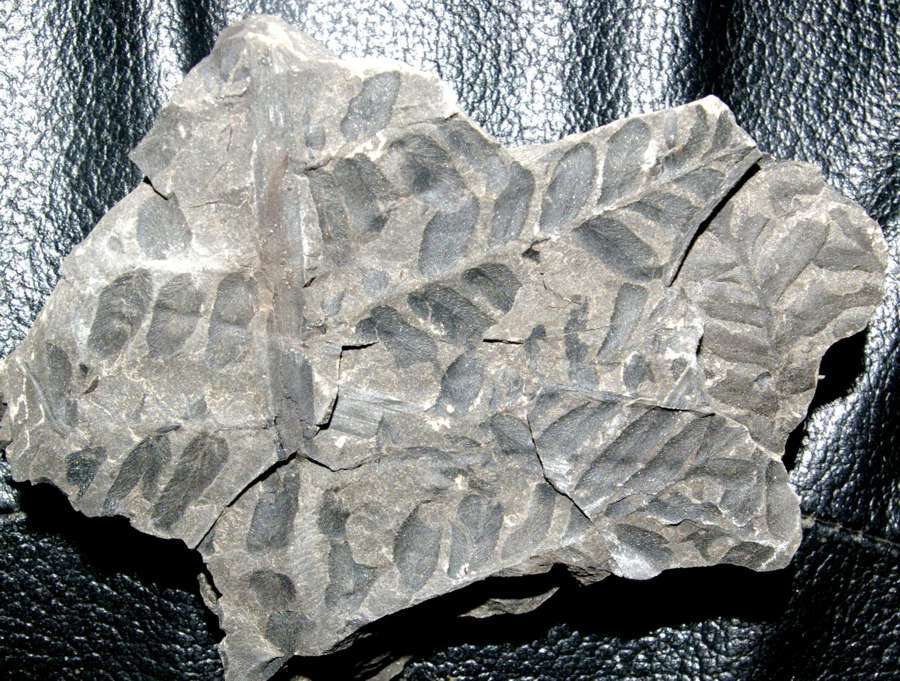 Neuropteris obliqua