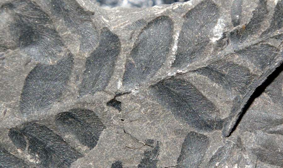 Carboniferous fern