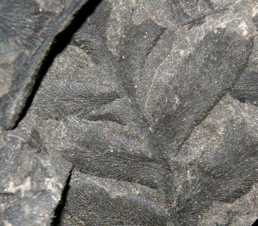Carboniferous fern