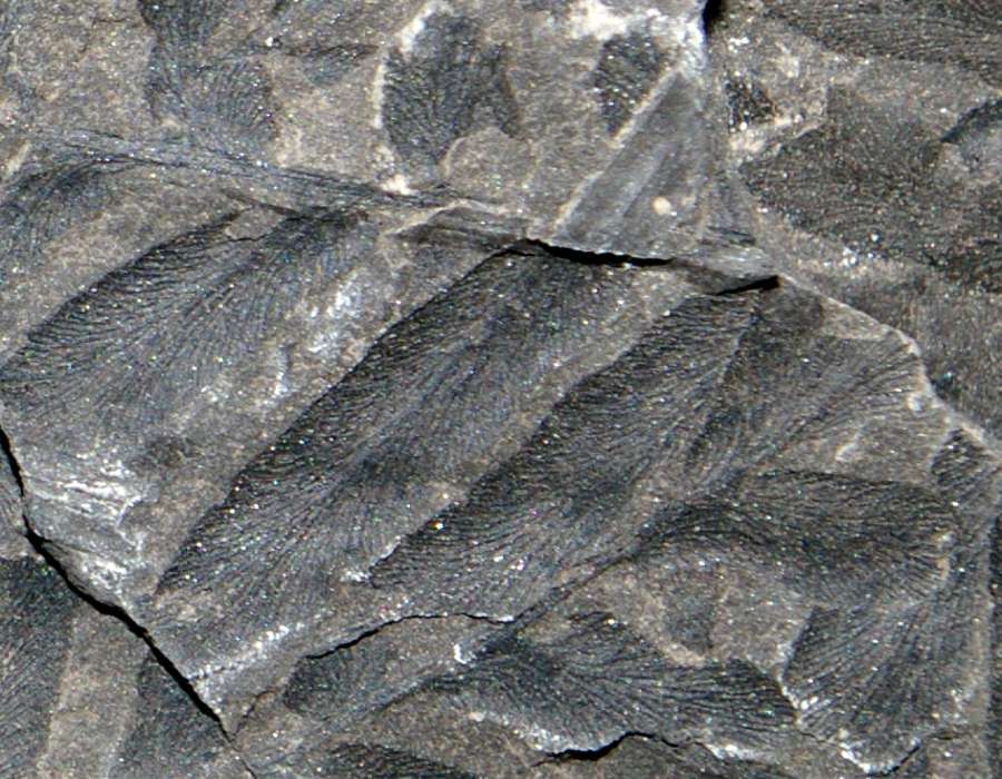 Carboniferous plant