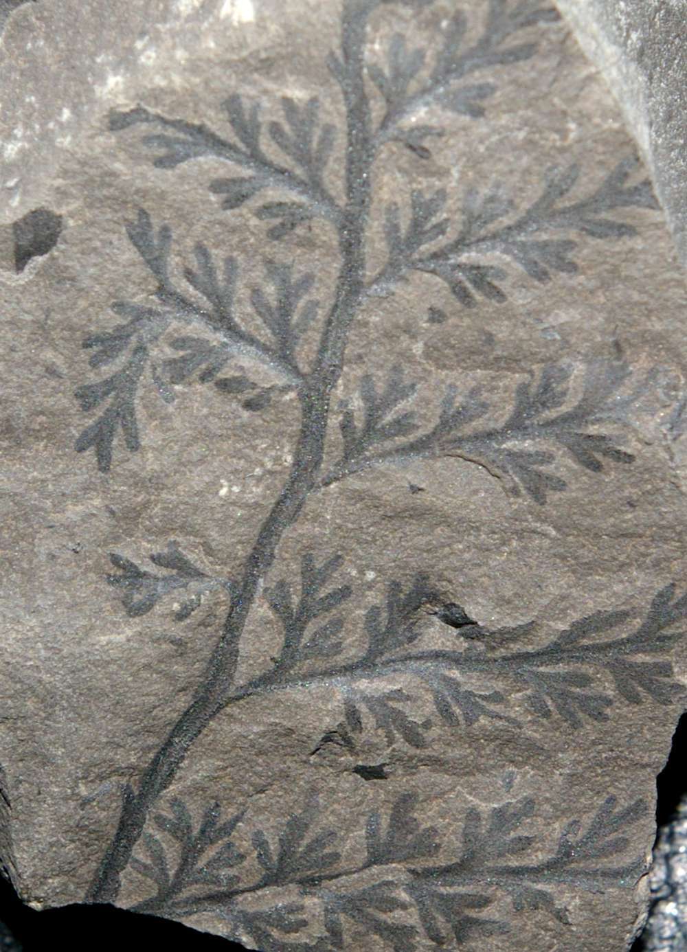 Sphenopteris bronni  