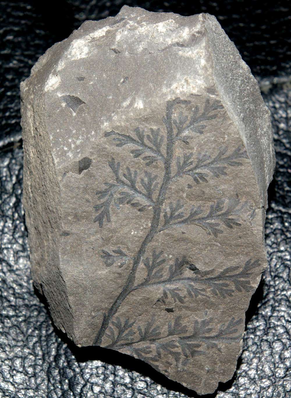 Sphenopteris bronni   