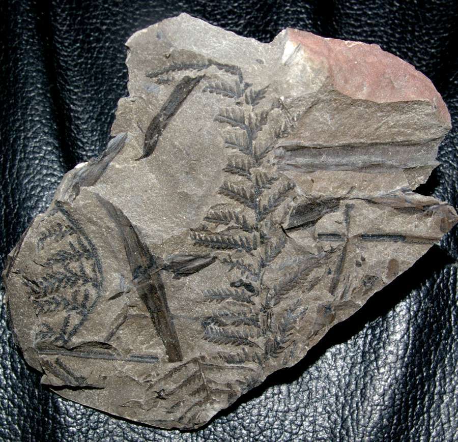 Pecopteris plumosa  