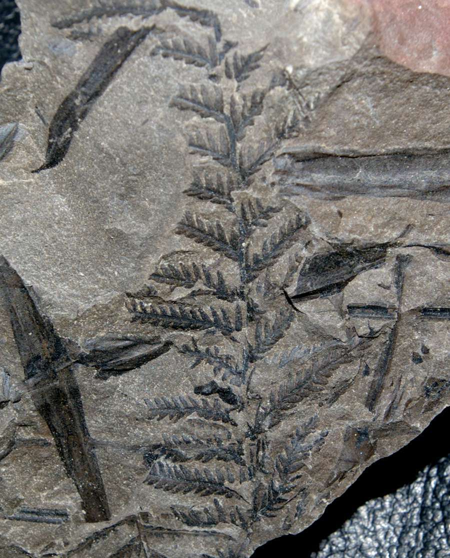 Pecopteris plumosa   