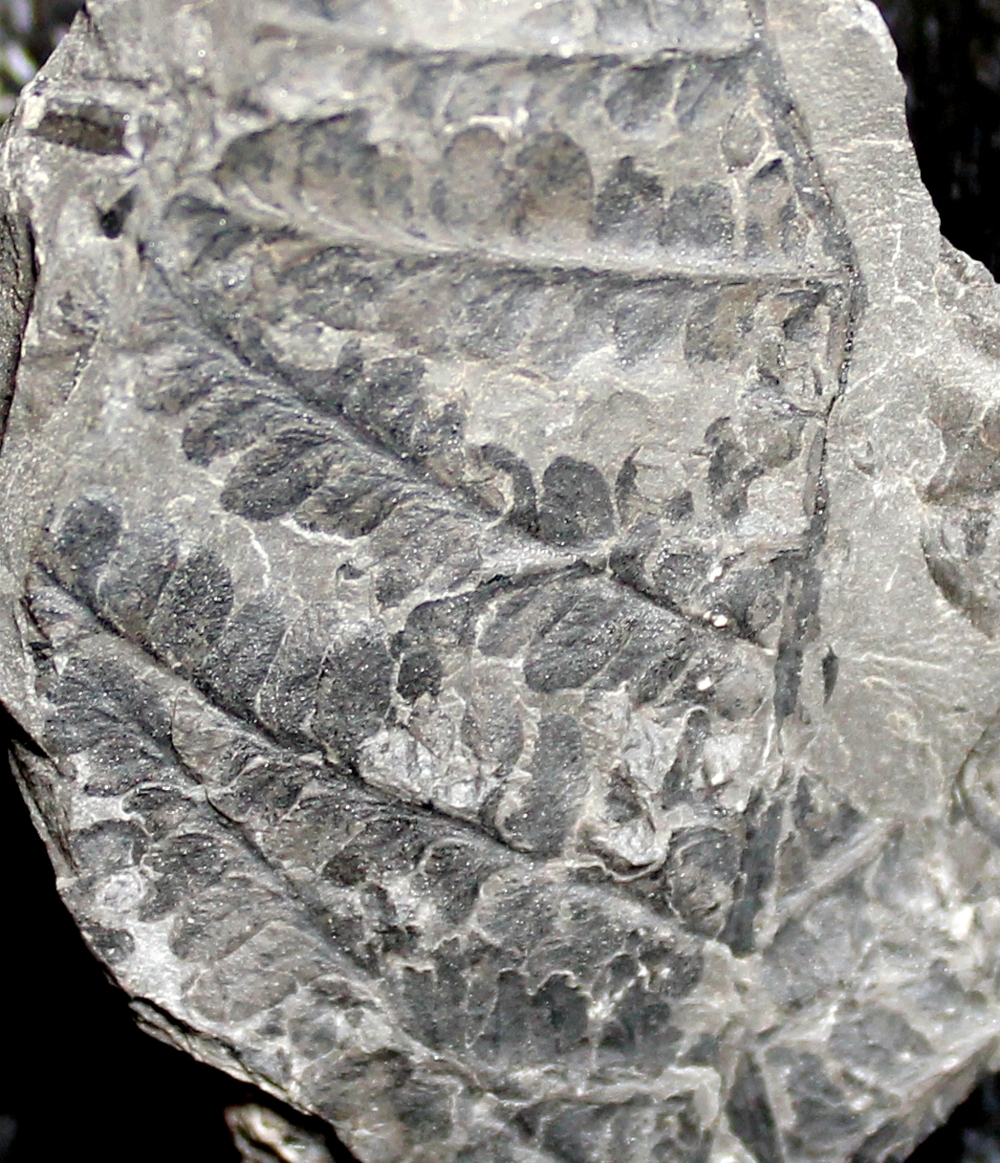  Pecopteris  
