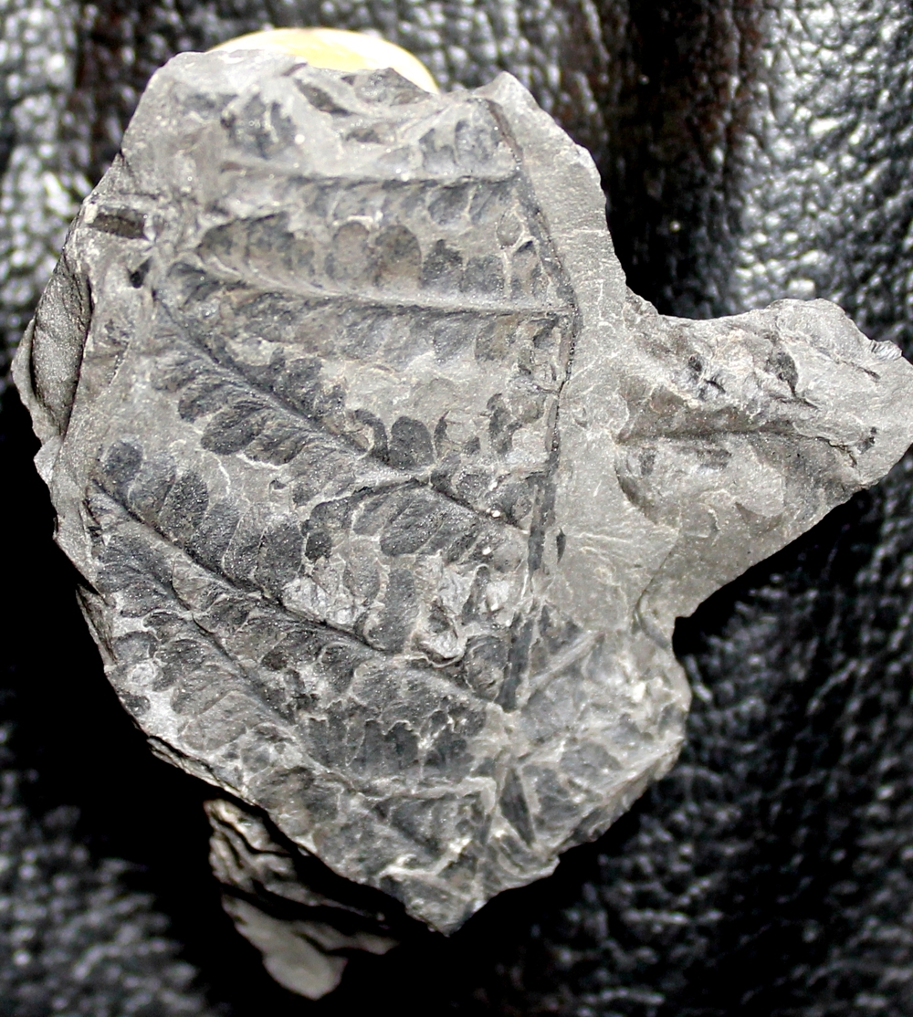  Pecopteris  
