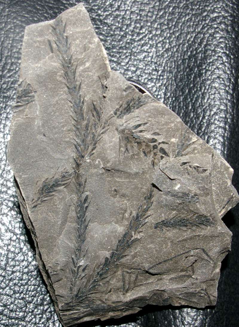 Bothrodendron minutifolium  