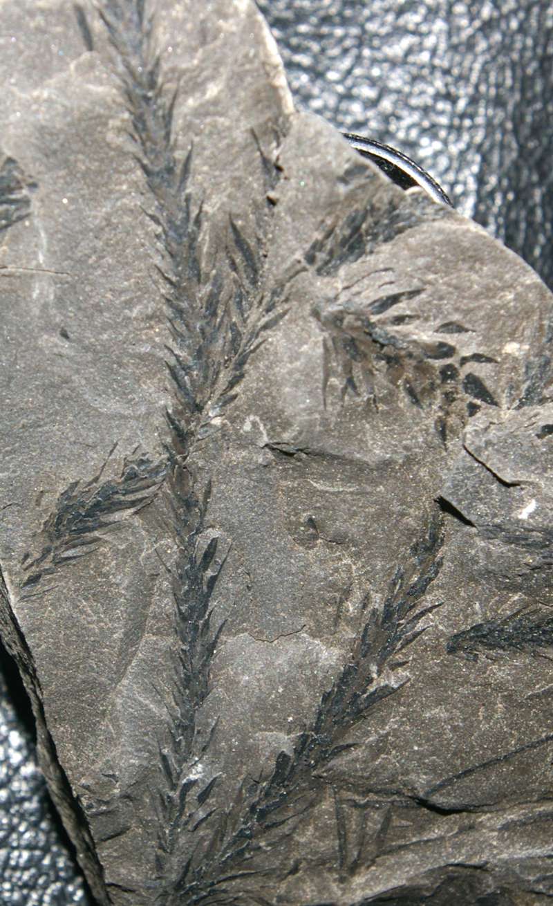 Bothrodendron minutifolium  