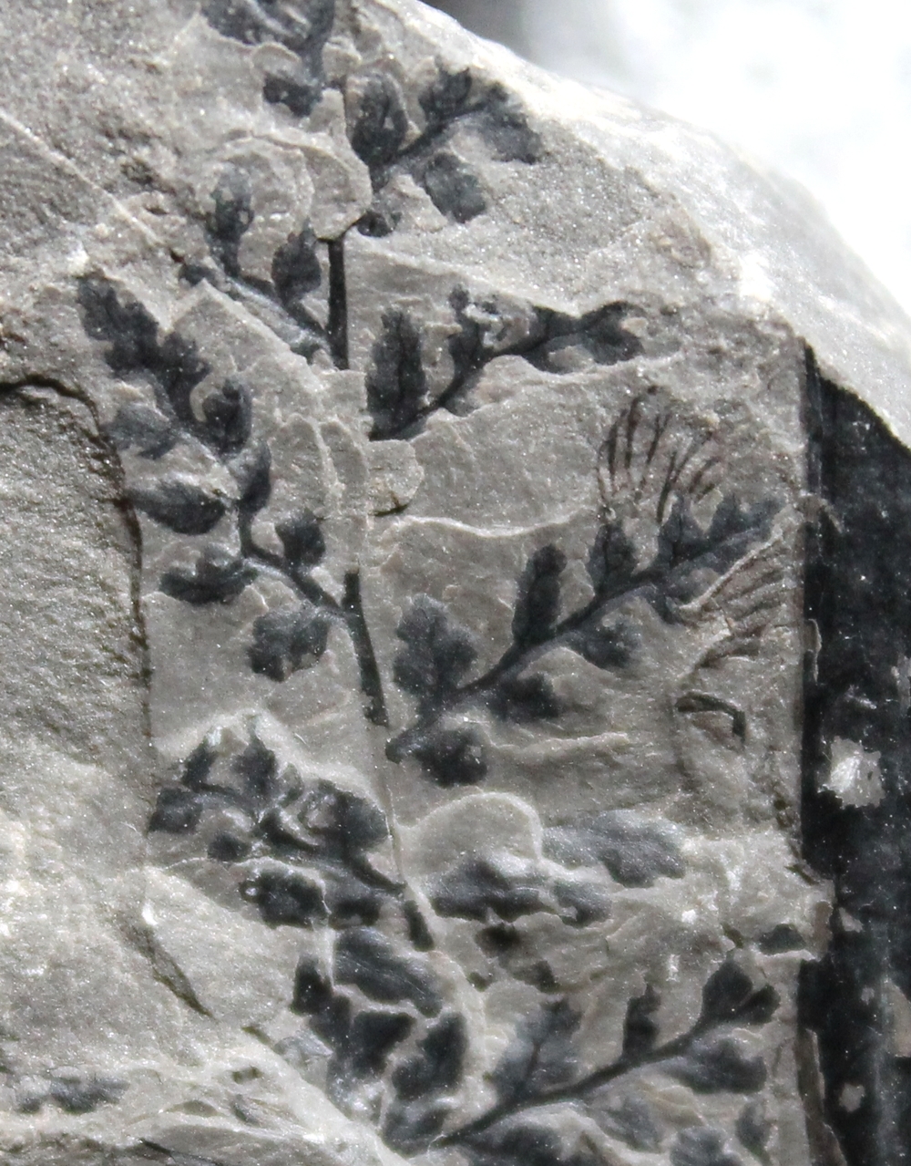 Sphenopteris sp.  