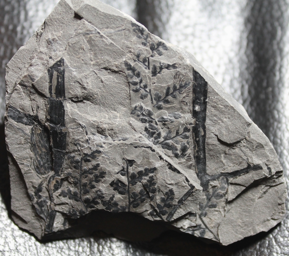 Sphenopteris sp.  