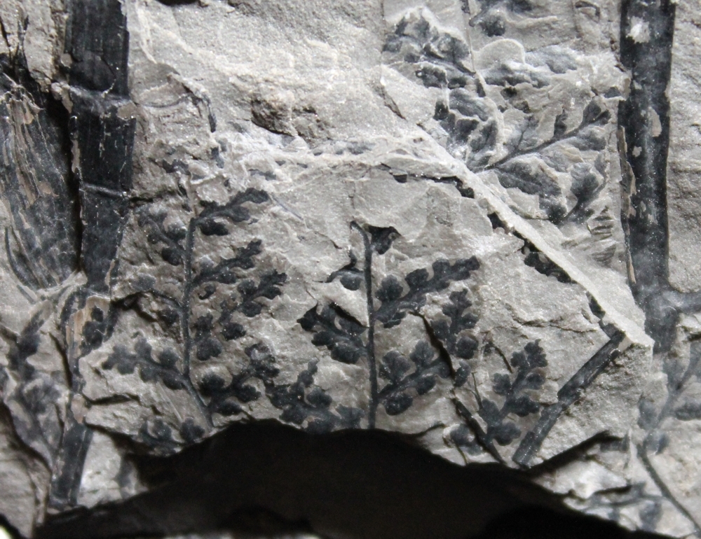 Sphenopteris sp.  