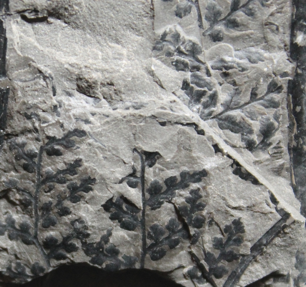 Sphenopteris sp.  