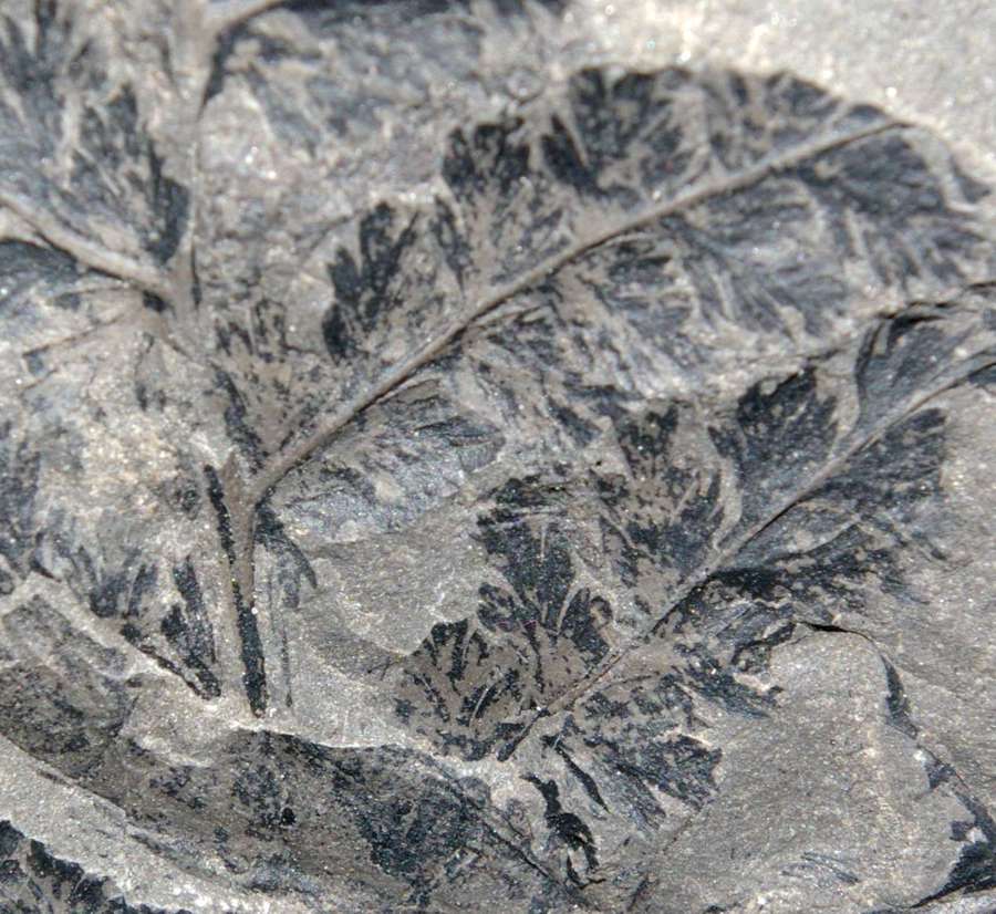 Sphenopteris coemansi  