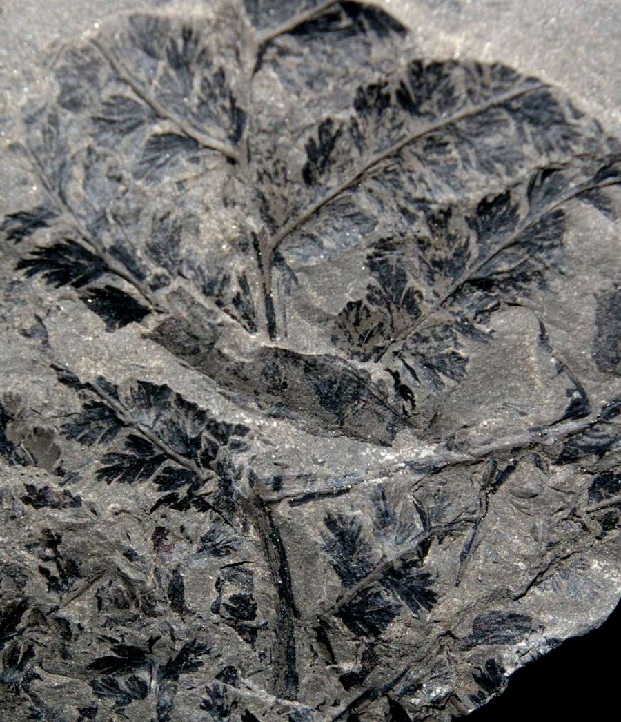 Sphenopteris coemansi  
