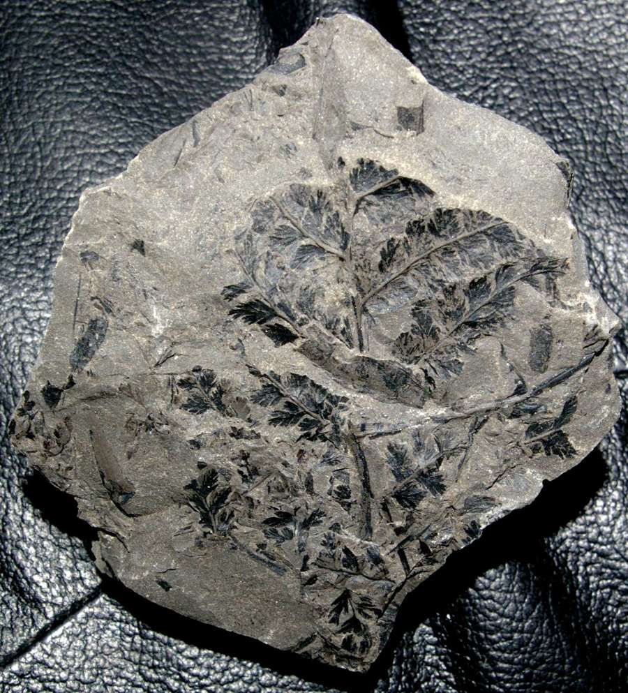 Sphenopteris coemansi  