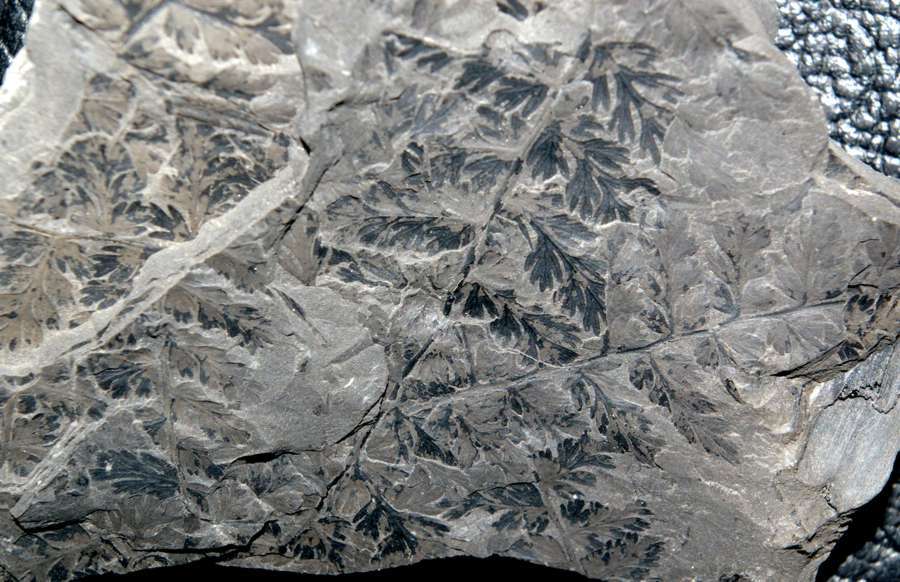Renaultia schatzlarensis  