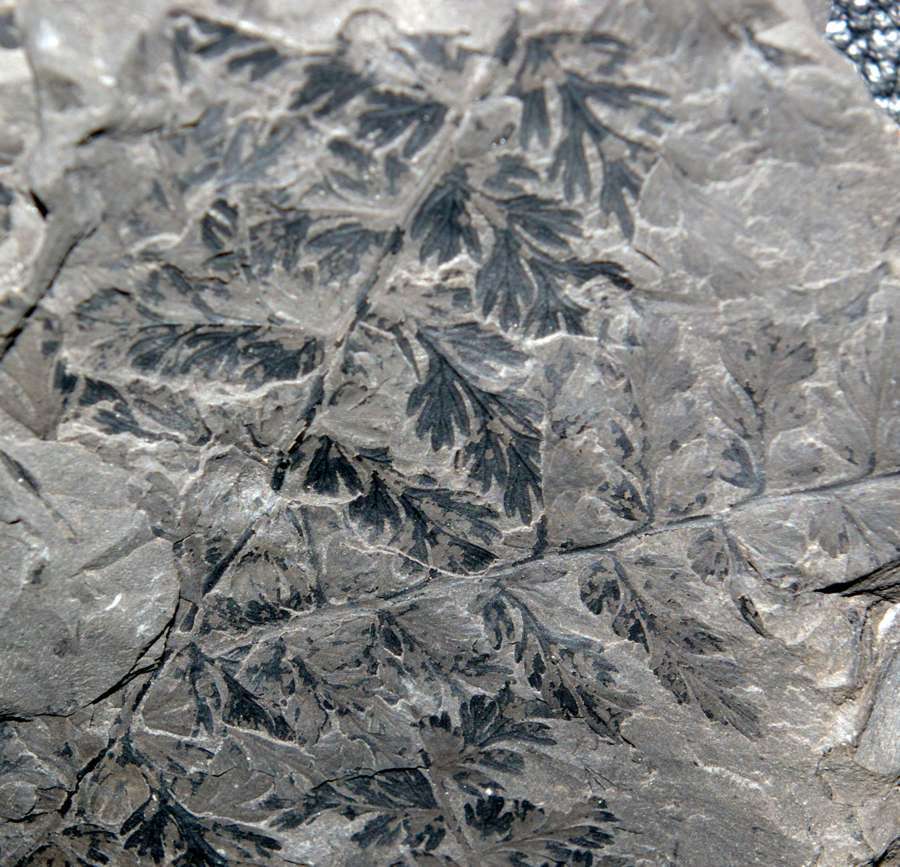 Renaultia schatzlarensis  