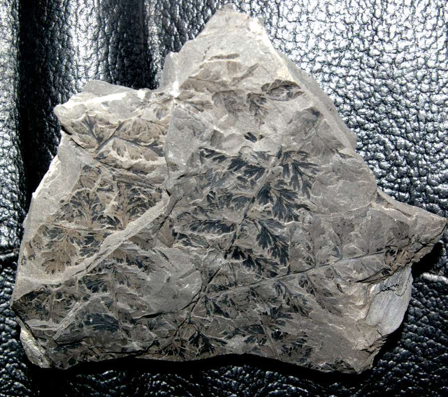 Renaultia schatzlarensis  