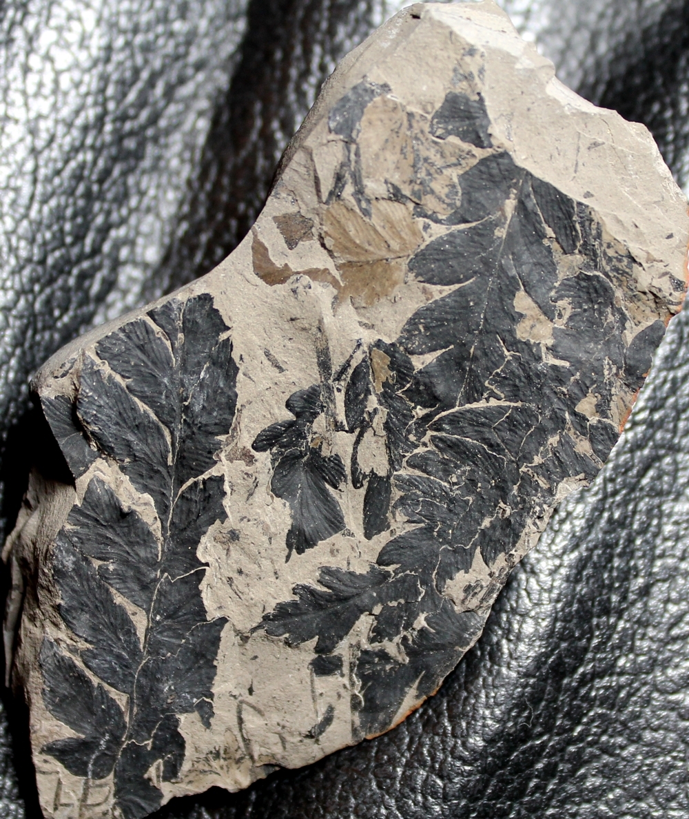 Mariopteris nervosa
