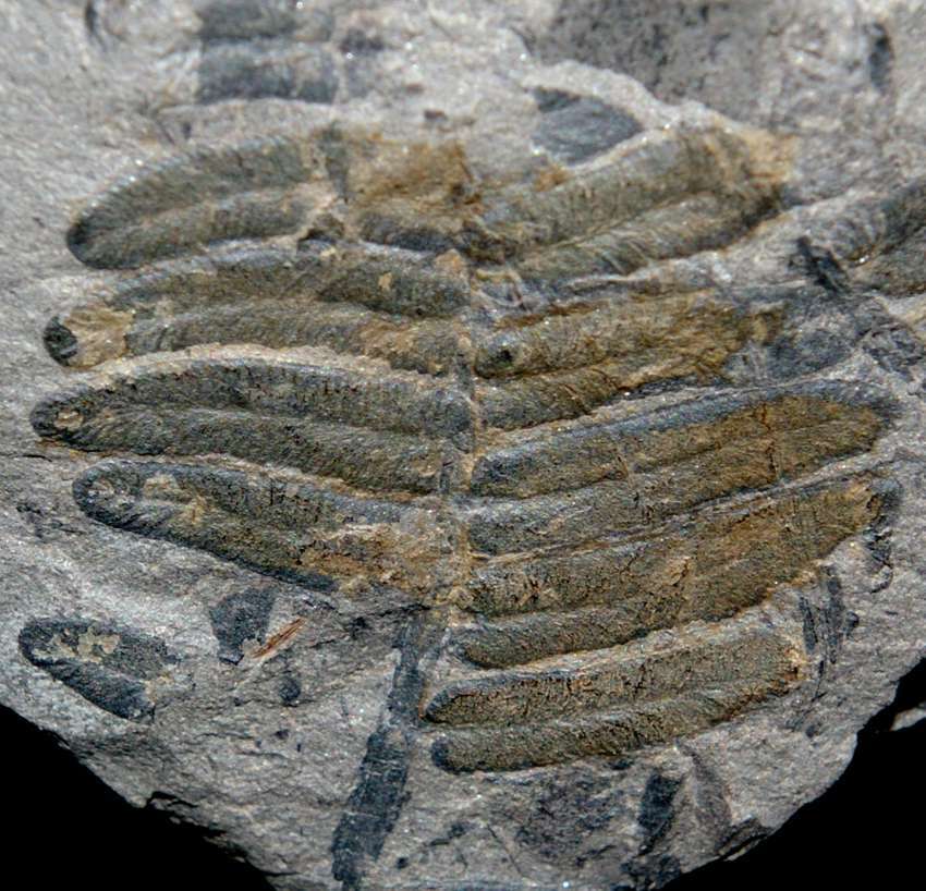 Neuropteris schlehani 