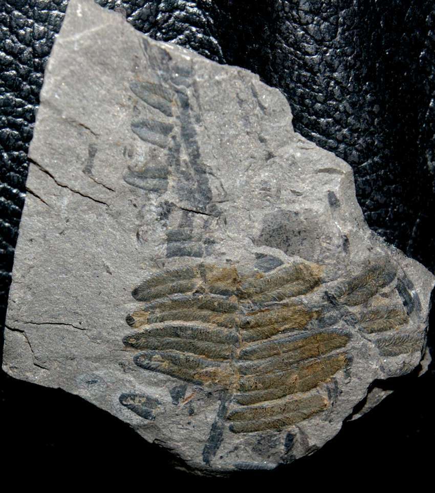 Carboniferous fossil plant  