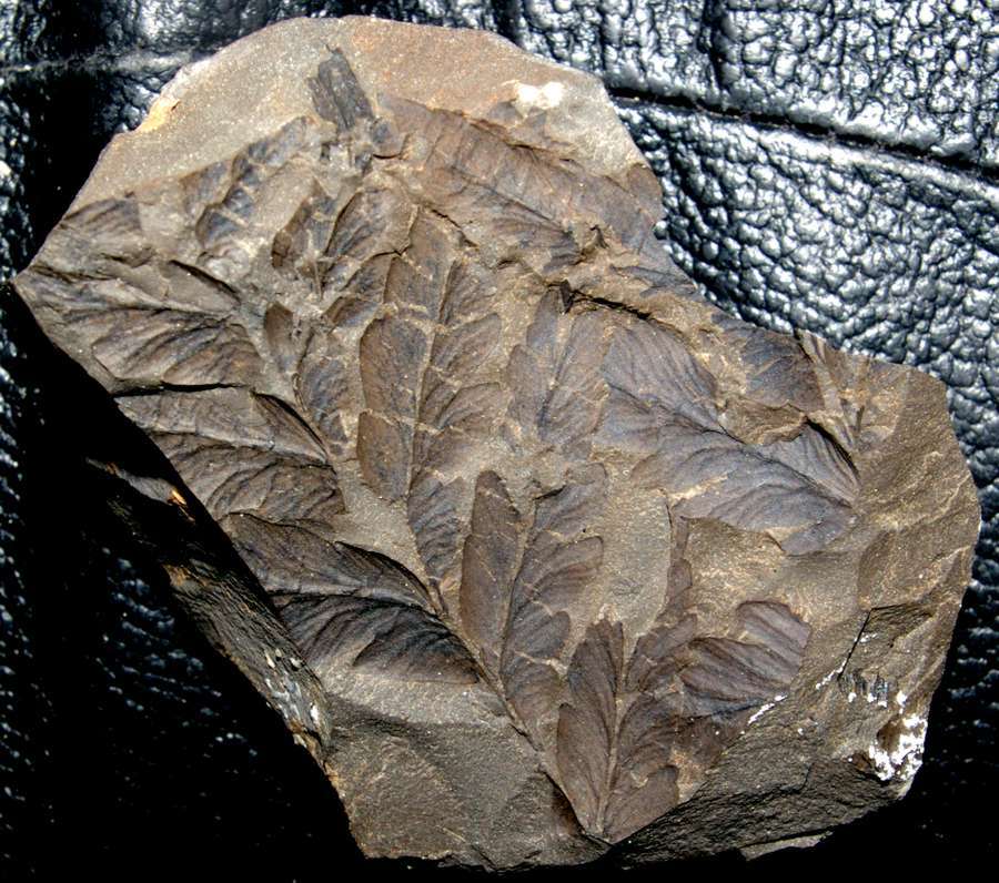 Mariopteris muricata 