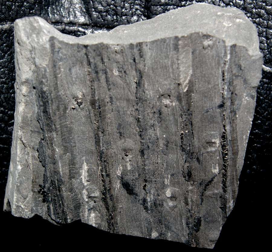 Sigillaria sp. 