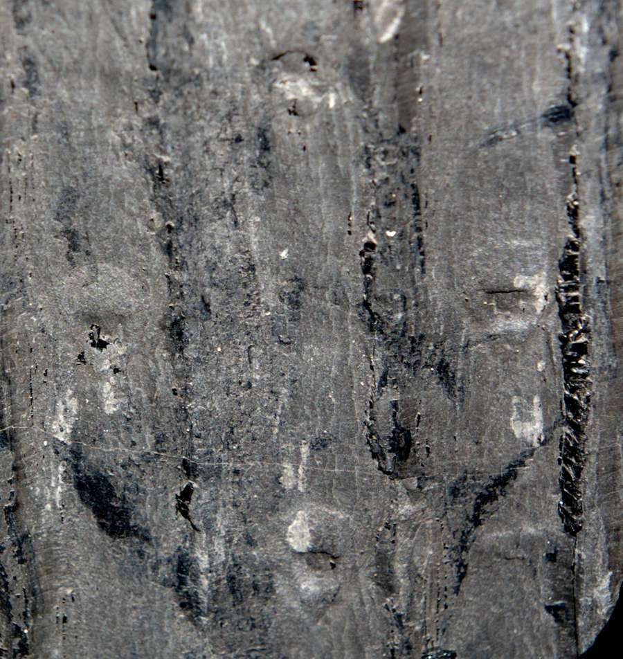 Sigillaria sp. 