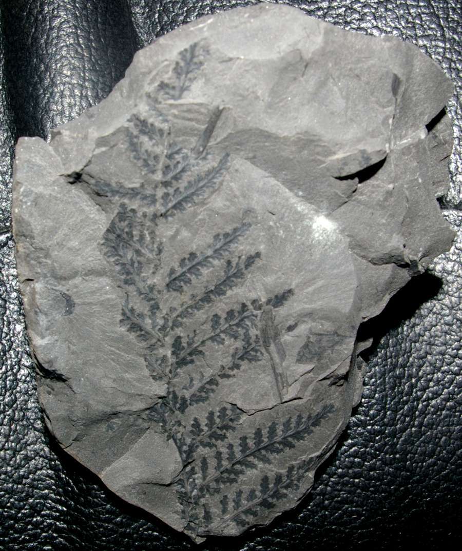 Corynepteris 