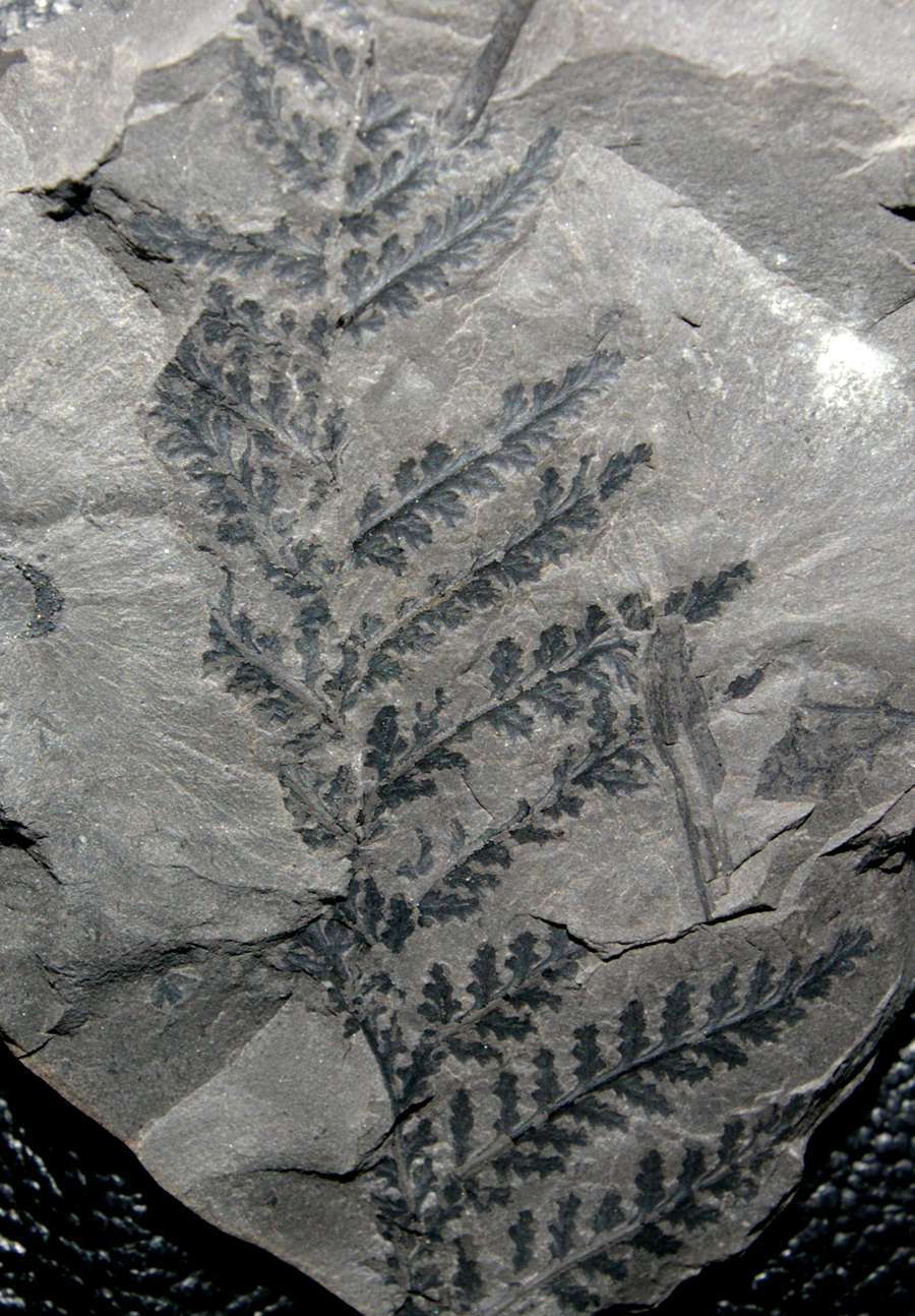 Corynepteris  