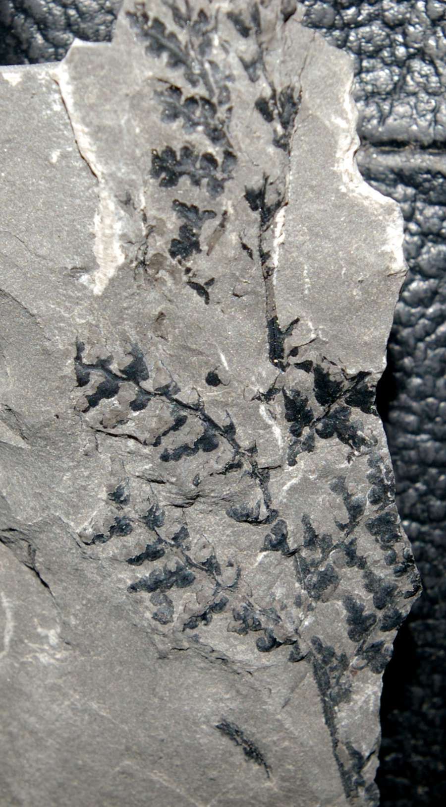 Sphenopteris 