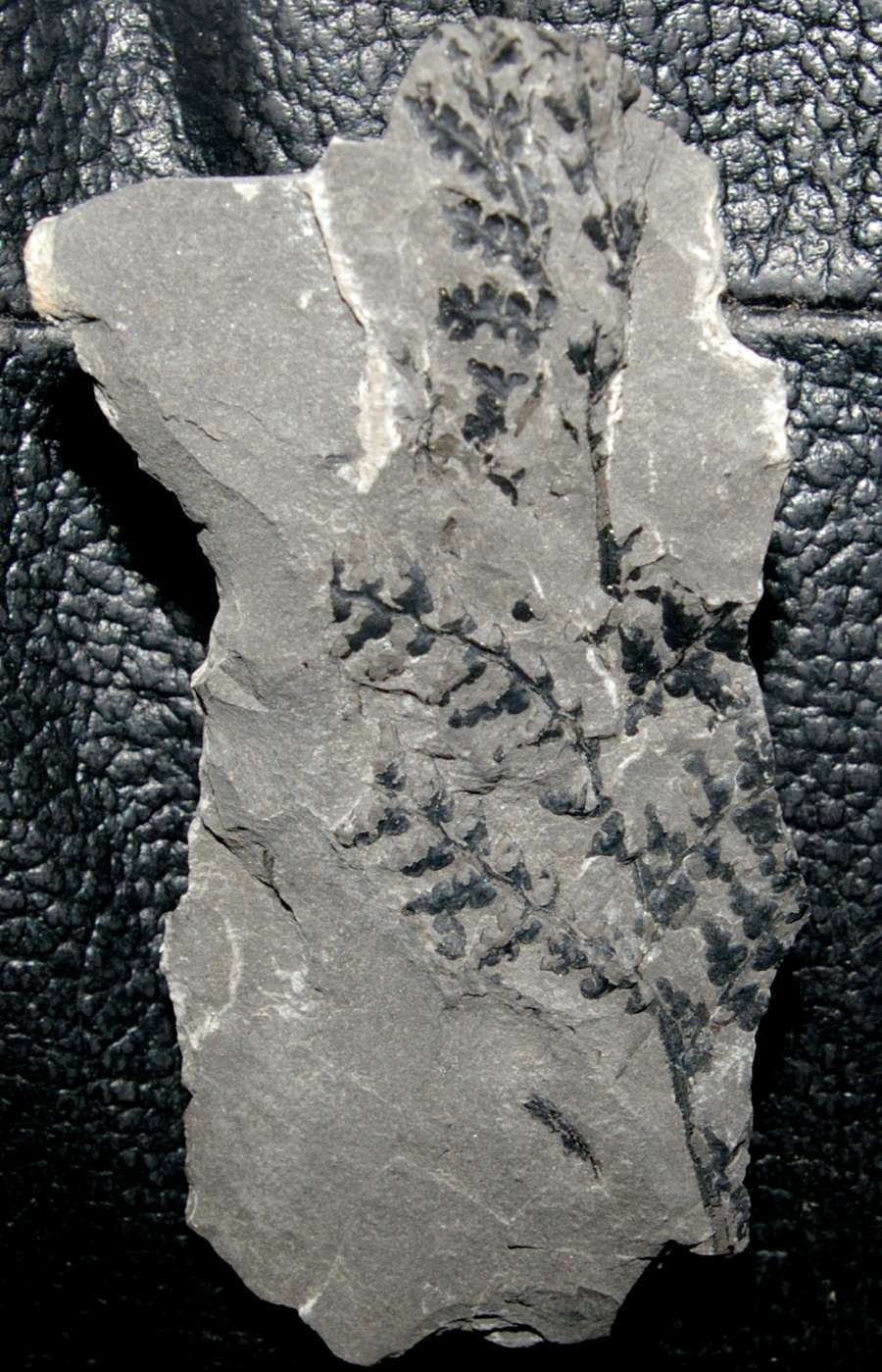 Sphenopteris  