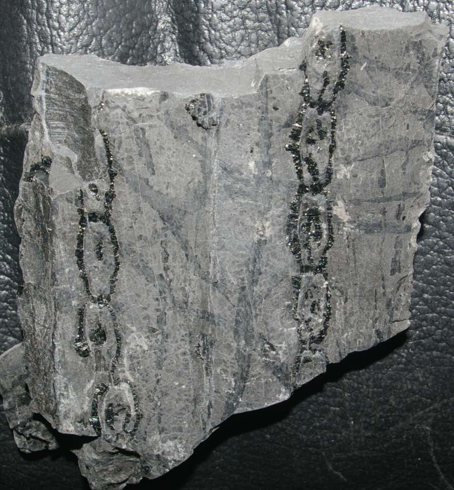 fossil Lycopod bark 