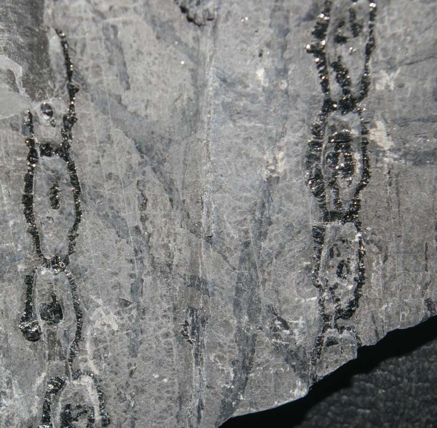 Pennsylvanian bark  