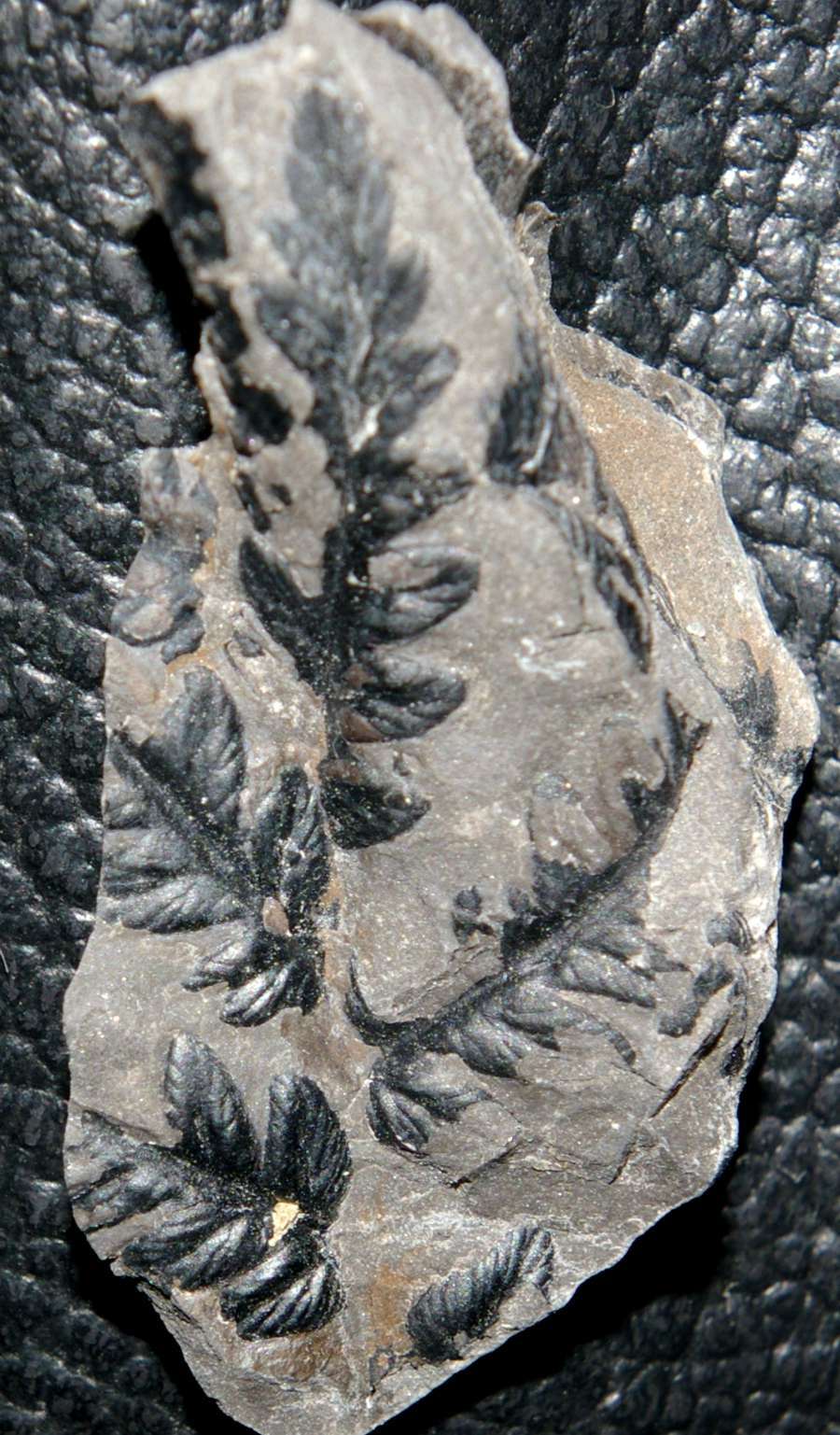 Pennsylvanian fossil tree fern