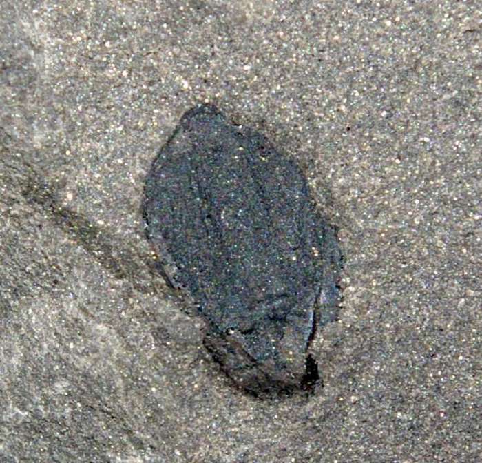 Carboniferous fossil seed