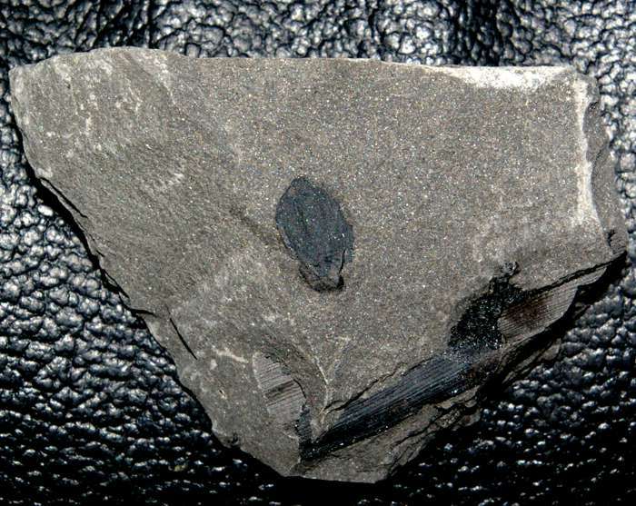 fossil seed