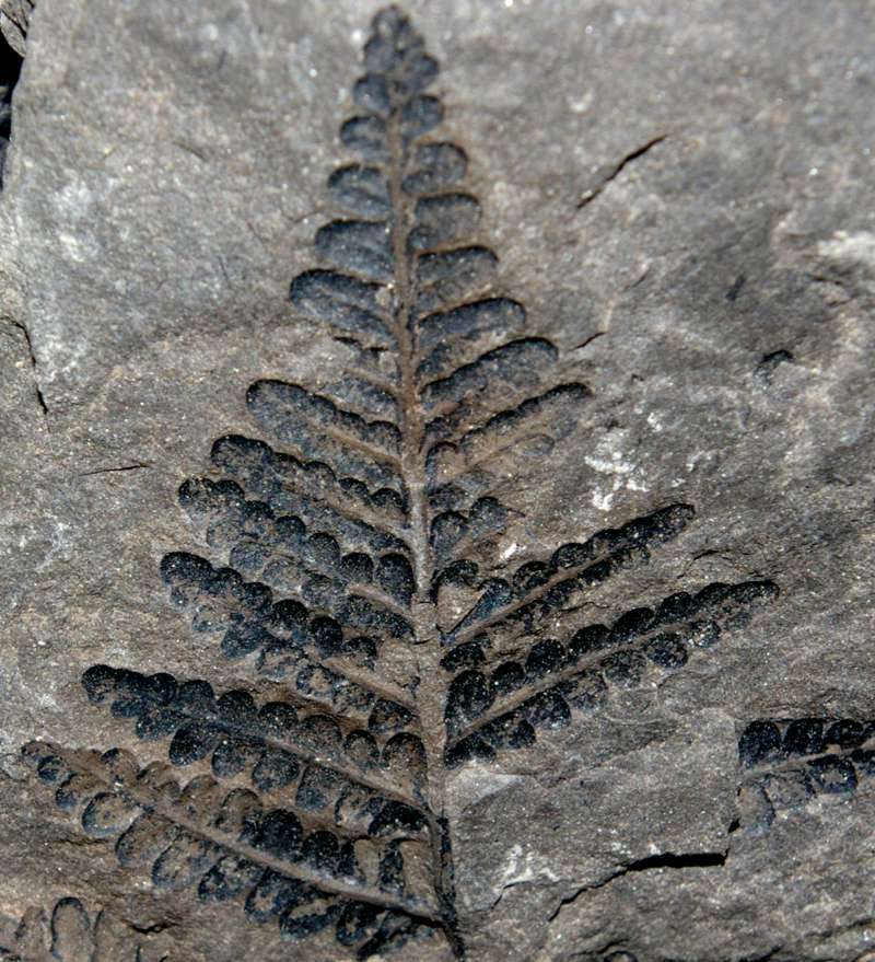 Seftenbergia pennaeformis
