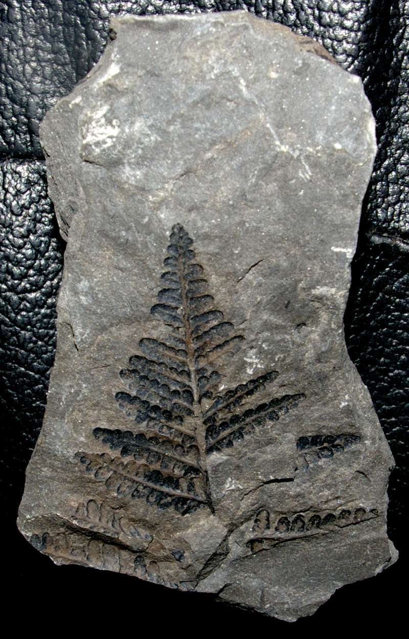 Seftenbergia pennaeformis