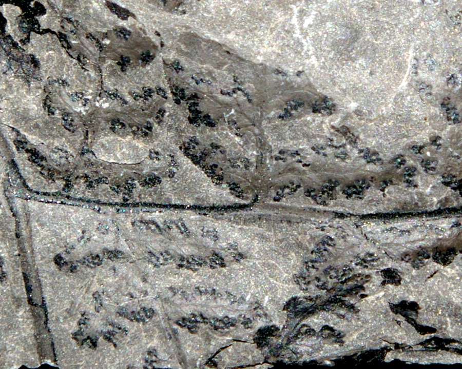 Carboniferous fern sporangia