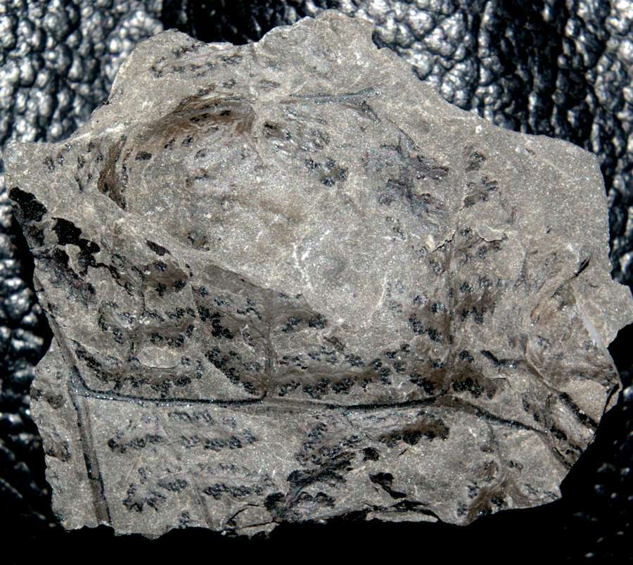 fossil fern sporangia