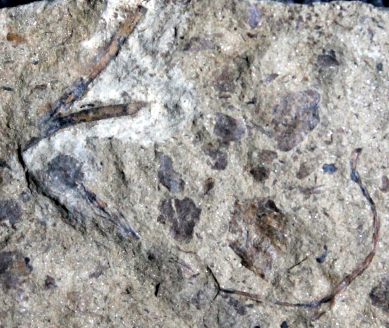 Silurian oldest fossil land plant 